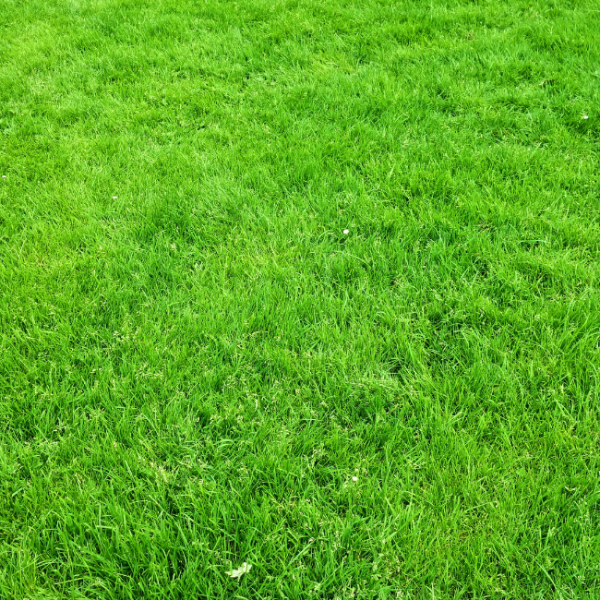 How Artificial Grass Can Benefit Your Home and Garden in the Long Term