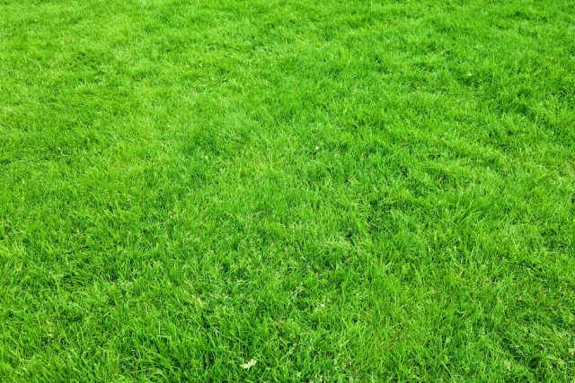 How Artificial Grass Can Benefit Your Home and Garden in the Long Term
