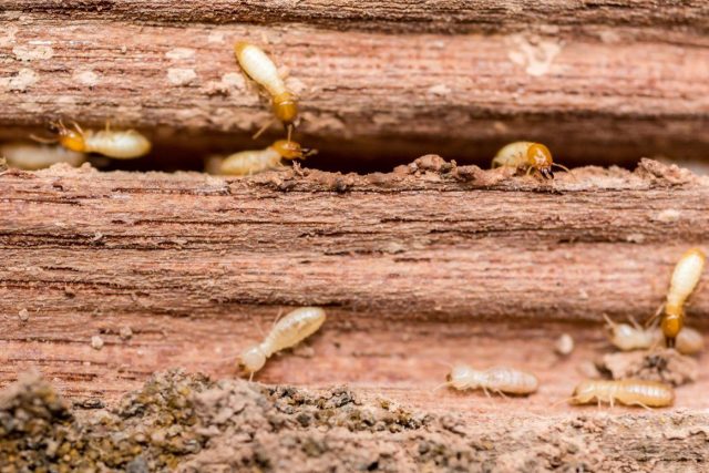 Why Choosing the Best Termite Control is Crucial for Your Home’s Safety